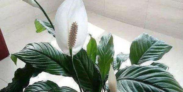 白掌可以晒太阳吗？晒太阳对白掌有什么影响？