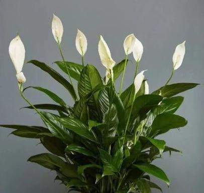 白掌可以晒太阳吗？晒太阳对白掌有什么影响？