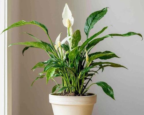 白掌可以晒太阳吗？晒太阳对白掌有什么影响？