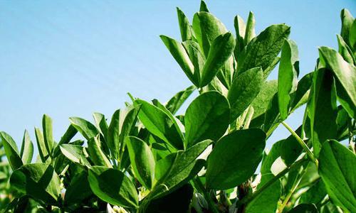 蚕豆是植物吗？它的生长特点和用途是什么？