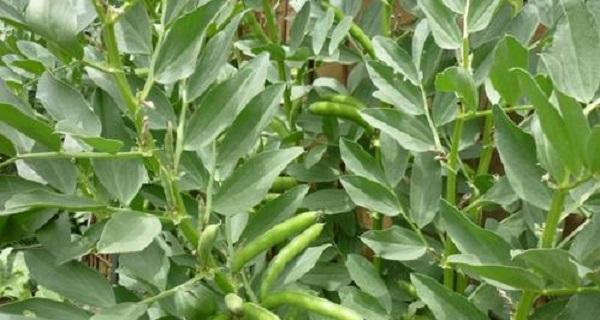 蚕豆是植物吗？它的生长特点和用途是什么？