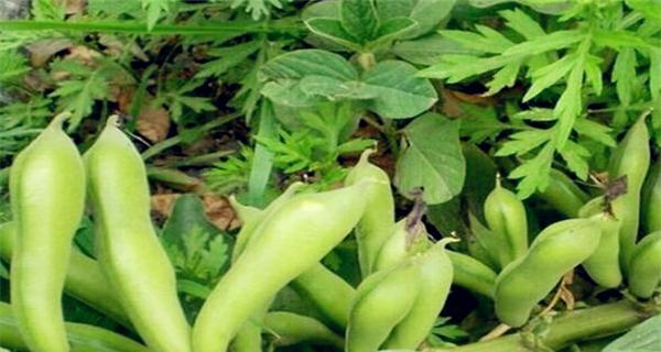 蚕豆是植物吗？它的生长特点和用途是什么？