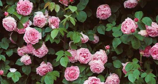 蔷薇花的花语与寓意（探秘蔷薇花的象征意义与隐喻）