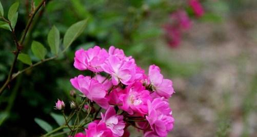 蔷薇花的花语与寓意（探秘蔷薇花的象征意义与隐喻）