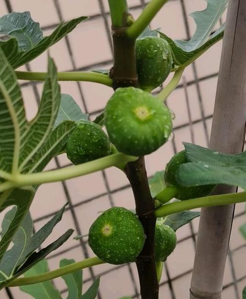 无花果树盆栽多大合适？如何选择合适的花盆尺寸？