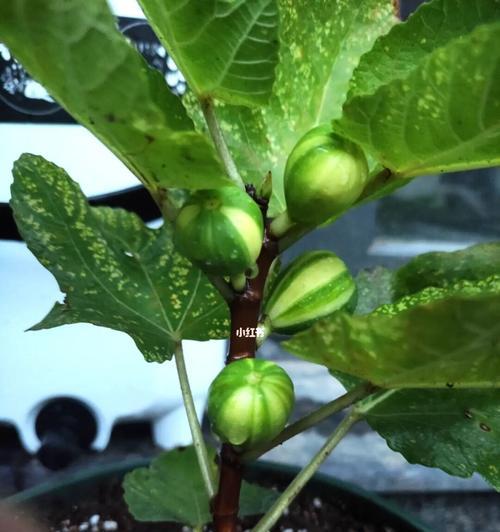 无花果树盆栽多大合适？如何选择合适的花盆尺寸？