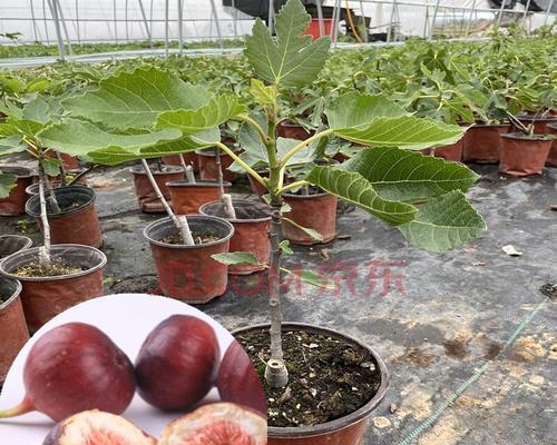 无花果树盆栽多大合适？如何选择合适的花盆尺寸？