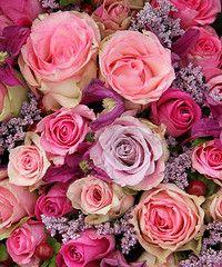 十一朵玫瑰花的象征意义（探索玫瑰花的深层寓意与情感表达）