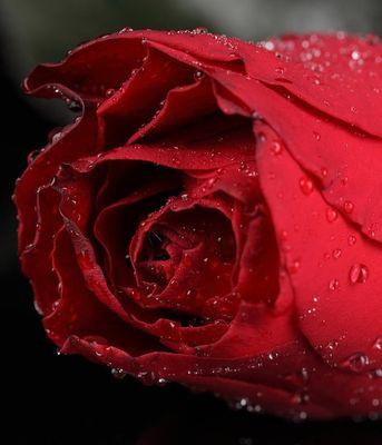 十一朵玫瑰花的象征意义（探索玫瑰花的深层寓意与情感表达）