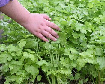西芹怎么种植？最佳种植时间是什么时候？