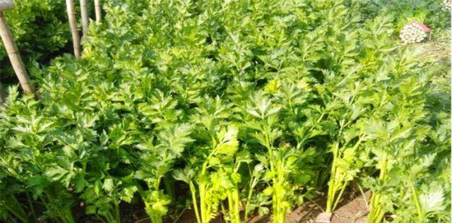 西芹怎么种植？最佳种植时间是什么时候？