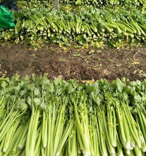 西芹怎么种植？最佳种植时间是什么时候？