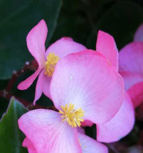 四季海棠花花语（海棠花的美丽与寓意）