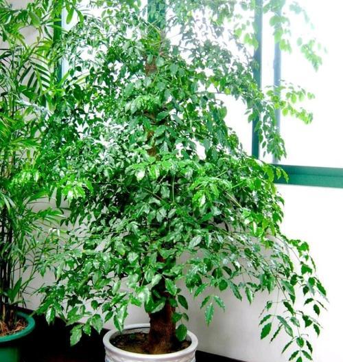 高血压患者适合养什么花？有哪些花卉对血压有益？