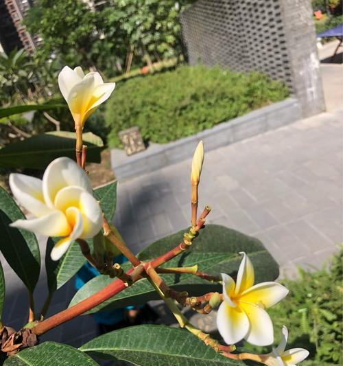 鸡蛋花的花语与美丽多姿（绽放温馨）