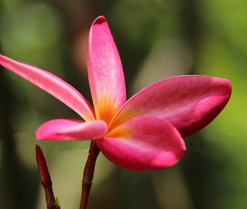 鸡蛋花的花语与美丽多姿（绽放温馨）