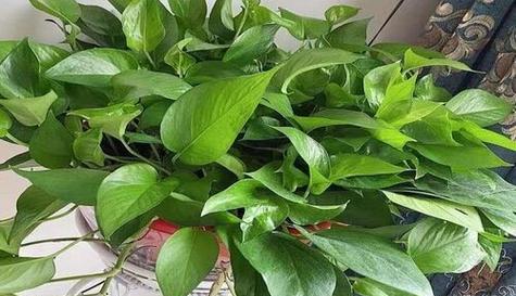 高血压患者适合养什么花？有哪些花卉对血压有益？