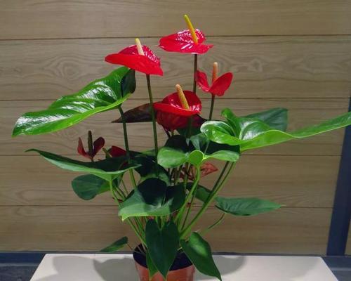 高血压患者适合养什么花？有哪些花卉对血压有益？