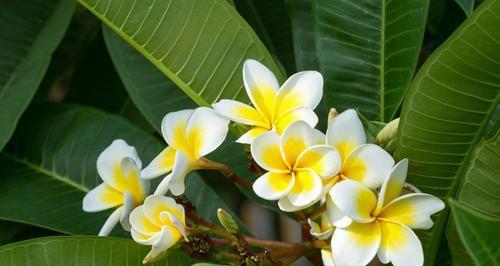 鸡蛋花的花语与美丽多姿（绽放温馨）