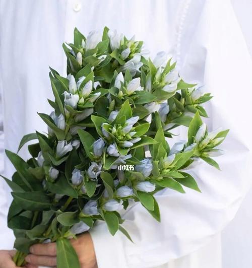 龙胆花语（以龙胆花为载体）