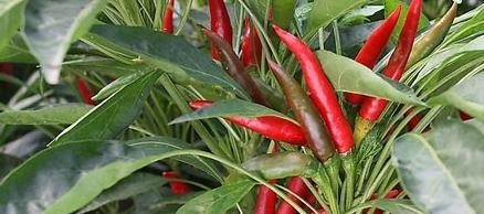 朝天椒属于一年生植物吗？多年生朝天椒的特点是什么？