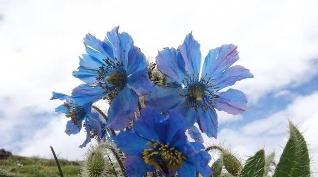 龙胆花语（以龙胆花为载体）