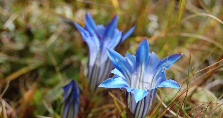 龙胆花语（以龙胆花为载体）