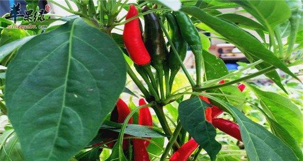 朝天椒属于一年生植物吗？多年生朝天椒的特点是什么？