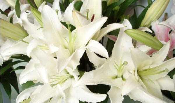 梯伯百合花语（探秘梯伯百合花语的深层意义与传达方式）