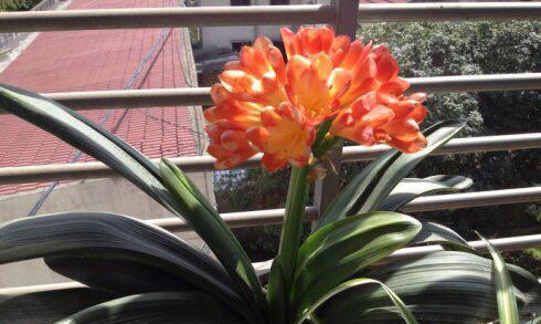 君子兰喜光吗？喜阴还是喜欢阳光？