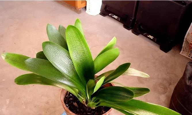 君子兰喜光吗？喜阴还是喜欢阳光？