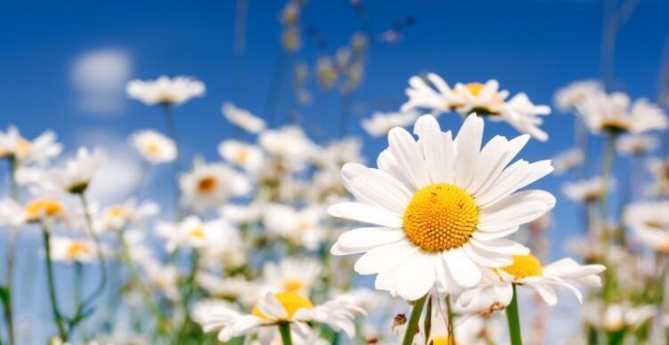 以皱菊的花语及其象征意义（揭秘以皱菊的神秘之谜）