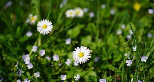 以皱菊的花语及其象征意义（揭秘以皱菊的神秘之谜）