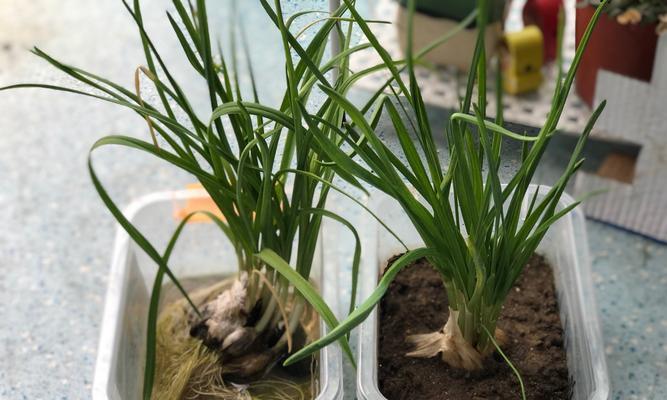 大蒜的生长环境是什么？哪些地方条件最适合大蒜生长？