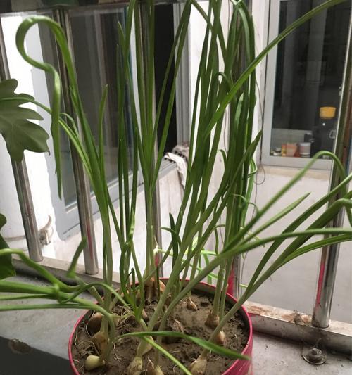 大蒜的生长环境是什么？哪些地方条件最适合大蒜生长？