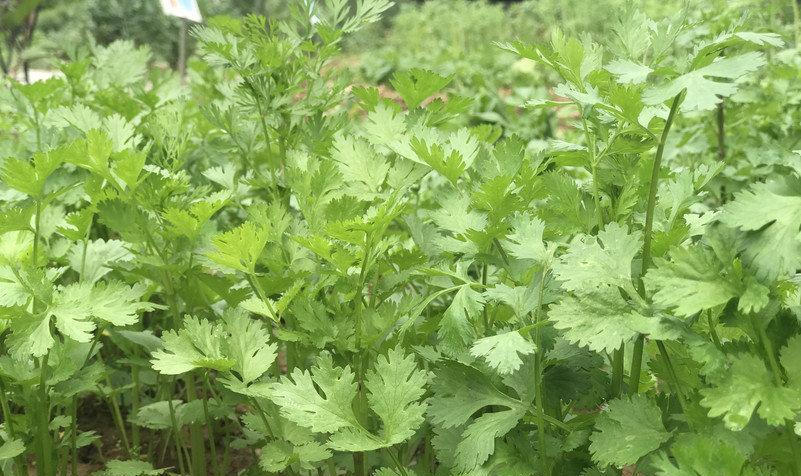 香菜成熟需要多少天？如何确保香菜快速生长？