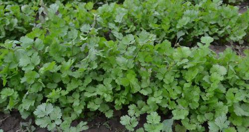 香菜成熟需要多少天？如何确保香菜快速生长？