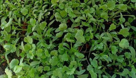 香菜成熟需要多少天？如何确保香菜快速生长？