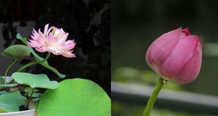 荷花栽种方法和注意事项？如何确保荷花健康成长？