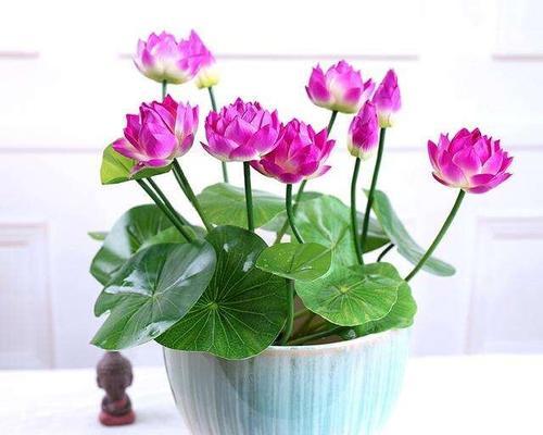 荷花栽种方法和注意事项？如何确保荷花健康成长？