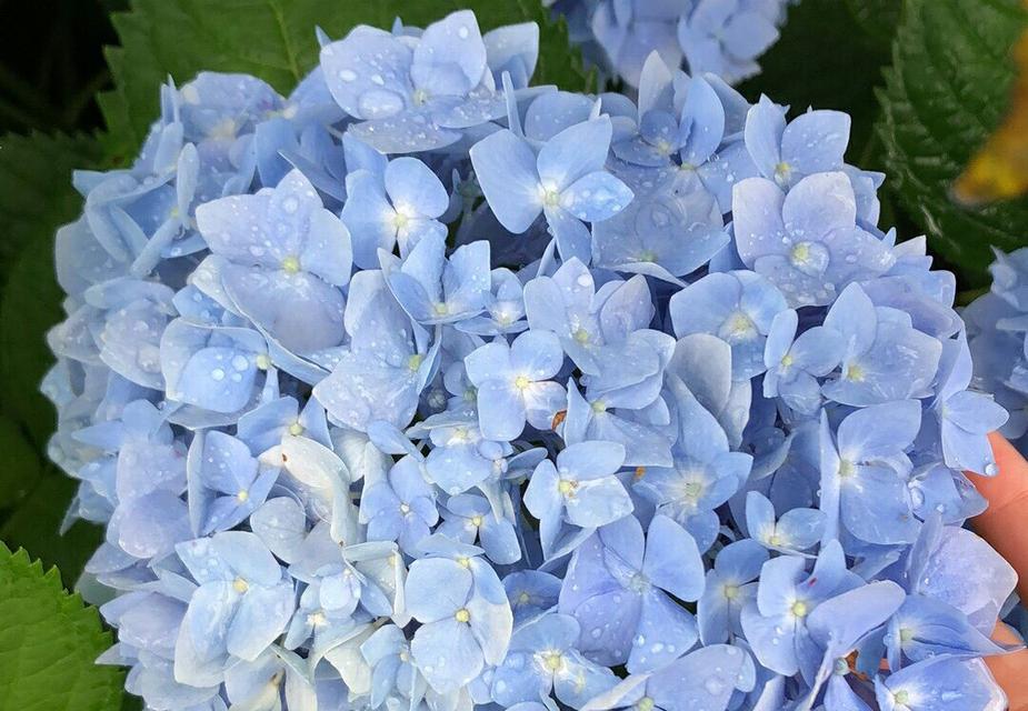 绣球花的花语与寓意（绽放美丽）