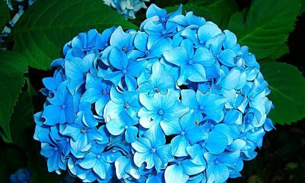 绣球花的花语与寓意（绽放美丽）