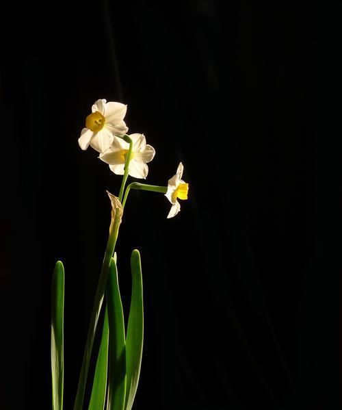 水仙花的象征意义及美丽之谜（探寻水仙花背后的文化与奇妙之处）