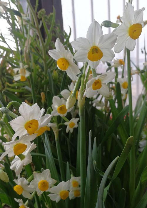 水仙花的象征意义及美丽之谜（探寻水仙花背后的文化与奇妙之处）