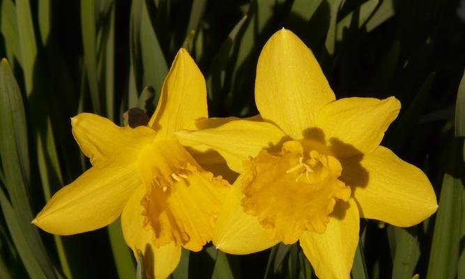 水仙花的象征意义及美丽之谜（探寻水仙花背后的文化与奇妙之处）