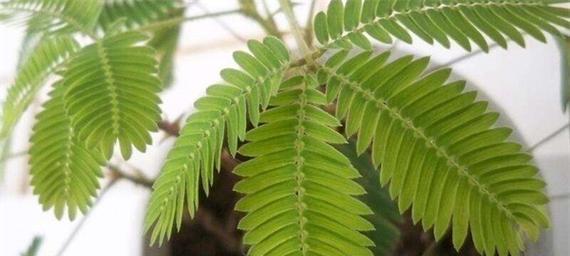 含羞草什么时候需要换土？换土的正确方法是什么？