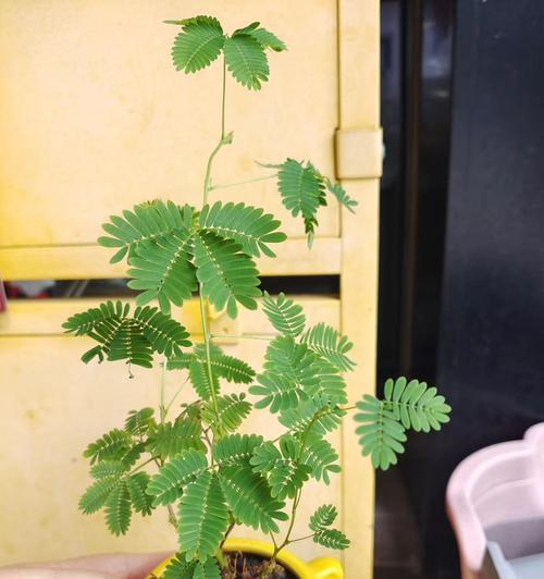 含羞草什么时候需要换土？换土的正确方法是什么？