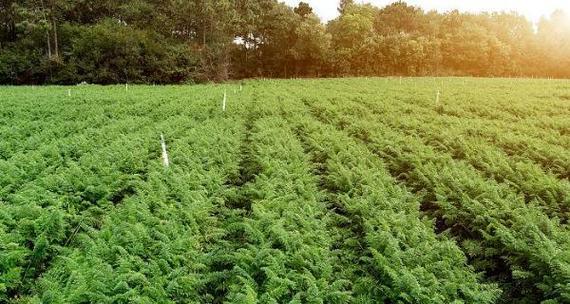 胡萝卜播种的最佳时间是什么时候？播种后需要注意哪些问题？