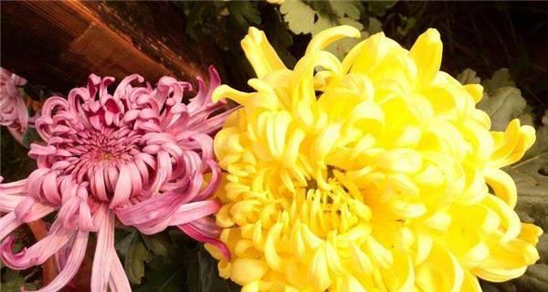 菊花的象征意义及文化价值（探索菊花在中国文化中的象征意义与应用领域）