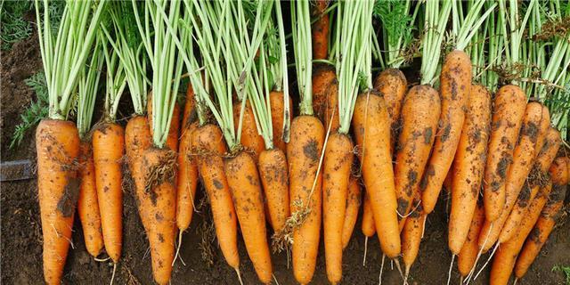 胡萝卜播种的最佳时间是什么时候？播种后需要注意哪些问题？